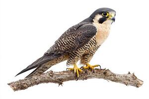 peregrine falcon rests confidently on a branch, its striking features highlighted against a white background, displaying its impressive talons and fierce demeanor. photo