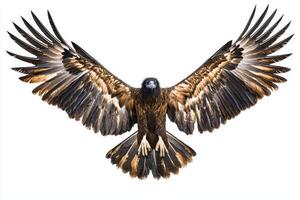 Witness the impressive bearded vulture gliding effortlessly through the air, showcasing its dark plumage and distinctive hooked beak in a captivating display of nature's beauty. photo