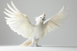 stunning cockatoo elevates its crest, showcasing brilliant white feathers and a distinctive curved beak, creating a striking visual against a plain background. photo