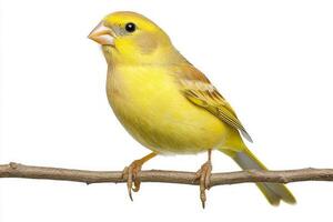 lively canary stands perched on a delicate twig, its bright yellow feathers radiating against a clean, white background, capturing nature's beauty in stillness. photo