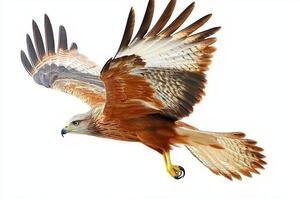 In a stunning display of agility, a kite bird glides through the sky, its sharp wings fully stretched and tail feathers flowing elegantly, embodying freedom and grace. photo
