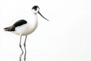 pied avocet wades through shallow water, its striking black-and-white feathers reflecting in the surface. The bird's long, curved beak highlights its unique features in serene isolation. photo