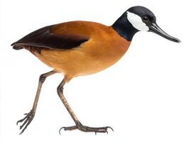 elegant jacana takes a purposeful walk across a white background, highlighting its remarkable long legs and uniquely adapted toes while embodying the beauty of avian motion. photo