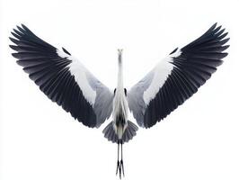 heron gracefully glides above, showcasing its long wings fully extended. Its stunning plumage contrasts beautifully with the bright white background, capturing an elegant moment of flight. photo