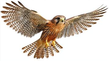 lesser kestrel glides elegantly, wings fully extended as it navigates the air. This majestic bird embodies freedom and grace, standing out against a simple white background. photo