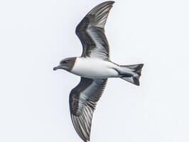 black-capped petrel soars with its wings fully spread, a beautiful display of its distinctive coloration against a pure white backdrop, embodying the essence of freedom. photo