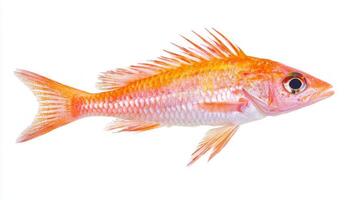red mullet showcases its striking orange pink hue and elongated body illustrating its importance in marine life and culinary applications. photo