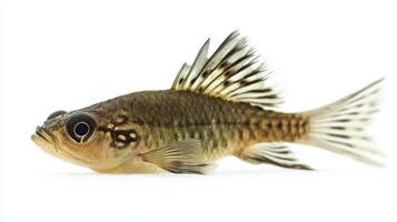 Pygmy Corydoras is displayed prominently against a white background highlighting its small size unique patterns and vibrant colors perfect for aquariums. photo