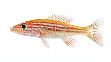 Red Mullet known scientifically as Mullus barbatus is presented against a white backdrop highlighting its distinct coloration and features for educational reference. photo