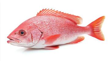 Red Snapper known scientifically Lutjanus campechanus is showcased on a white background highlighting its striking red coloration and distinctive features commonly sought by seafood lovers. photo