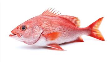 vivid red snapper caught in clear waters is showcased against a pristine white background highlighting its scales fins and overall freshness. This fish is renowned for its taste. photo
