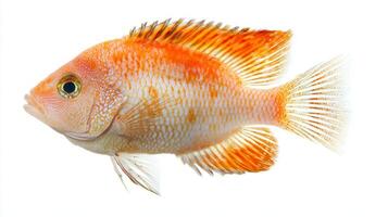 striking Red Terror Cichlid showcases brilliant orange and red hues prominently displayed in stark contrast to the white background highlighting its intricate patterns and features. photo