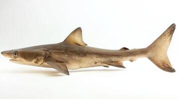 Sawshark belonging to the Pristiophoridae family is displayed prominently against a white backdrop highlighting its unique morphology and characteristics. photo