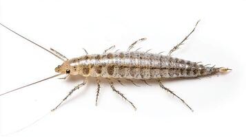 Silverfish a member of the Argentiniformes displays its slender elongated body and distinct antennae against a clean white backdrop highlighting its unique morphology photo