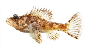 Sculpin fish exhibits distinctive fin and body patterns highlighting its natural beauty. It is isolated on a white background for clarity emphasizing its unique attributes. photo