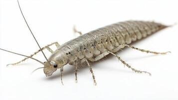 silverfish belonging to the Argentiniformes order displays its elongated body and numerous bristles against a plain white backdrop. The details highlight its unique anatomy. photo