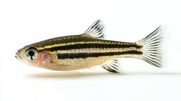 Zebra Danio known scientifically as Danio rerio is showcased against a pure white background emphasizing its striking black and silver stripes and lively nature. photo
