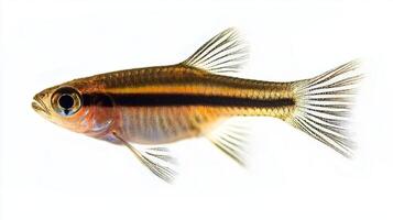 lively Zebra Danio is captured in motion showcasing its distinctive stripes and fins. It swims against a bright white background emphasizing its beauty and grace. photo