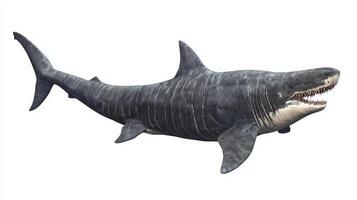 basking shark glides through the water showcasing its impressive size and distinctive appearance with sharp teeth visible and a streamlined body. photo