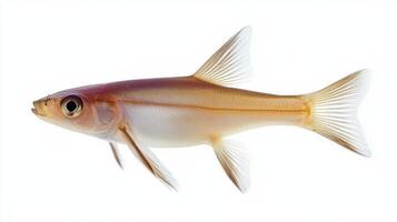 escolar fish recognized for its distinctive shape and coloration is prominently displayed against a white background highlighting its features. photo
