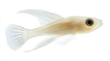 Ghost Knife Fish notable for its translucent body and graceful fins floats elegantly revealing its distinct anatomical traits in this isolated display. photo