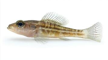 Goby belonging to the Gobiidae family displays vibrant colors and intricate patterns highlighting its natural beauty and adaptability in freshwater and marine environments. photo