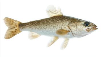 haddock is presented gracefully against a clean white backdrop highlighting its streamlined body distinct coloration and feathery fins in a vibrant context. photo