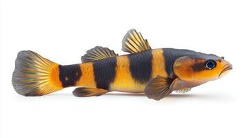 Kuhli Loach striking freshwater fish exhibits its beautiful orange and black stripes displaying its elongated body and delicate fins in a pristine setting. photo