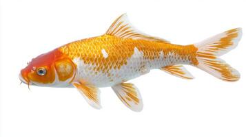 Koi Carp known for striking orange and white patterns glides smoothly in serene manner reflecting its vibrant beauty and grace against the clean white backdrop. photo