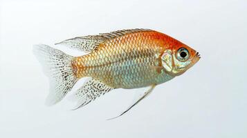 Pearl Gourami displays stunning iridescence swimming in a tranquil environment. Its vibrant scales shimmer as it glides gracefully highlighting its beauty and elegance. photo