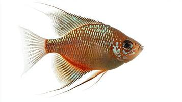 Pearl Gourami displays its distinctive patterns and colors while swimming in a clear white setting illustrating the beauty of this popular freshwater fish. photo