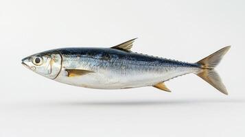 depiction highlights a Sardinella emphasizing its streamlined form and shiny scales. The fish is presented against a stark white backdrop enhancing its natural beauty. photo