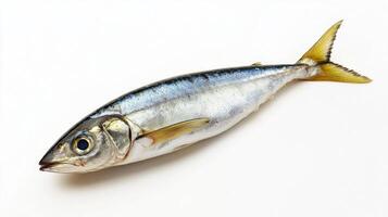 Sardinella a small fish known for its streamlined body and vibrant colors is prominently displayed on a clean white background highlighting its natural beauty. photo