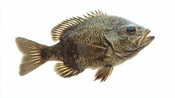 Tripletail scientifically known as Lobotes surinamensis is depicted against a clean white backdrop emphasizing its unique scales and fins in photorealistic detail. photo