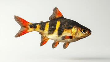 Tiger Barb glides effortlessly through clear water displaying its striking yellow and black stripes along with bright red fins against a pristine white backdrop. photo