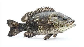 detailed representation showcases a Tripletail fish highlighting its unique shape and coloration prominently displayed for educational or artistic purposes. photo