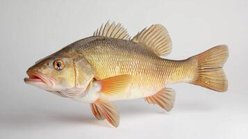 striking representation of a Nile Perch highlighting its distinctive body shape vibrant scales and characteristics set against a plain white background for clarity. photo