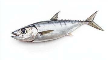 Atlantic Bonito scientifically known as Sarda sarda displays its streamlined shape and striking coloration against a plain white backdrop highlighting its natural beauty. photo
