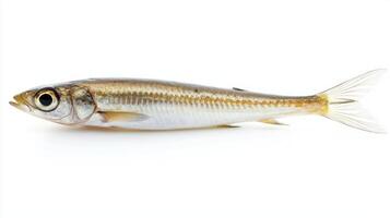 fresh anchovy belonging to Engraulidae family is presented in sharp detail against a pure white background highlighting its sleek elongated body and unique coloration. photo
