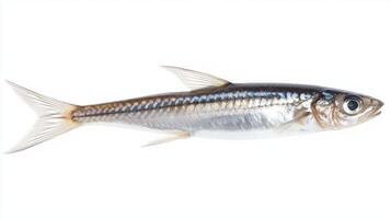fresh anchovy belonging to the Engraulidae family is presented against a white backdrop highlighting its sleek body and distinct features. Ideal for educational purposes. photo