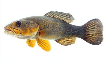 Bowfin known scientifically as Amia calva is elegantly displayed against a bright white backdrop allowing its unique colors and textures to shine. photo