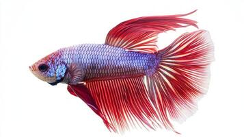 Betta fish displays striking patterns and vivid hues gliding effortlessly with its flowing fins. Its captivating colors stand out beautifully in this isolated setting. photo