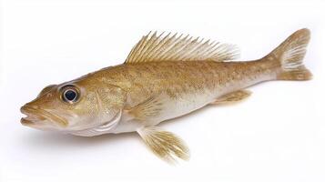 haddock scientifically known as Melanogrammus aeglefinus is presented on a stark white background showcasing its distinct coloration and fin structure. photo