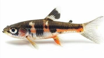 Harlequin Rasbora known for its striking coloration and unique markings displays a mesmerizing appearance against a clean white backdrop. Its features are clearly highlighted. photo