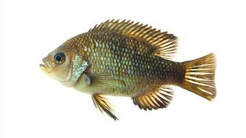 tilapia swims gracefully against a white background showcasing its textured skin and distinct fin patterns highlighting its natural beauty and habitat. photo