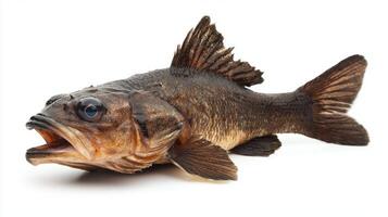 sharp depiction reveals the unique characteristics of the Wolf Fish Anarhichas lupus emphasizing its prominent jaws and striking texture against a plain backdrop. photo