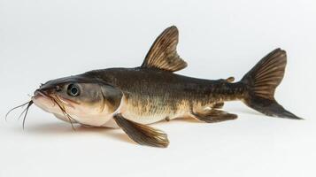 Channel Catfish displays its distinctive characteristics including prominent whiskers and a sleek body against a clean white backdrop highlighting its features. photo
