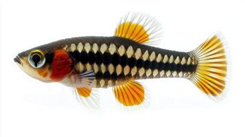 striking Clown Killifish displays its vibrant markings and distinct features against a clean white background highlighting its beauty and charm. photo