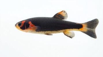 Clown Knife Fish scientifically known as Chitala ornata displays its vibrant colors against a plain white background highlighting its unique body shape and markings. photo
