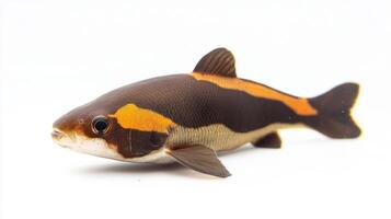 Clown Knife Fish known scientifically as Chitala ornata displays its striking coloration and distinct body shape against a clean white background emphasizing its beauty. photo
